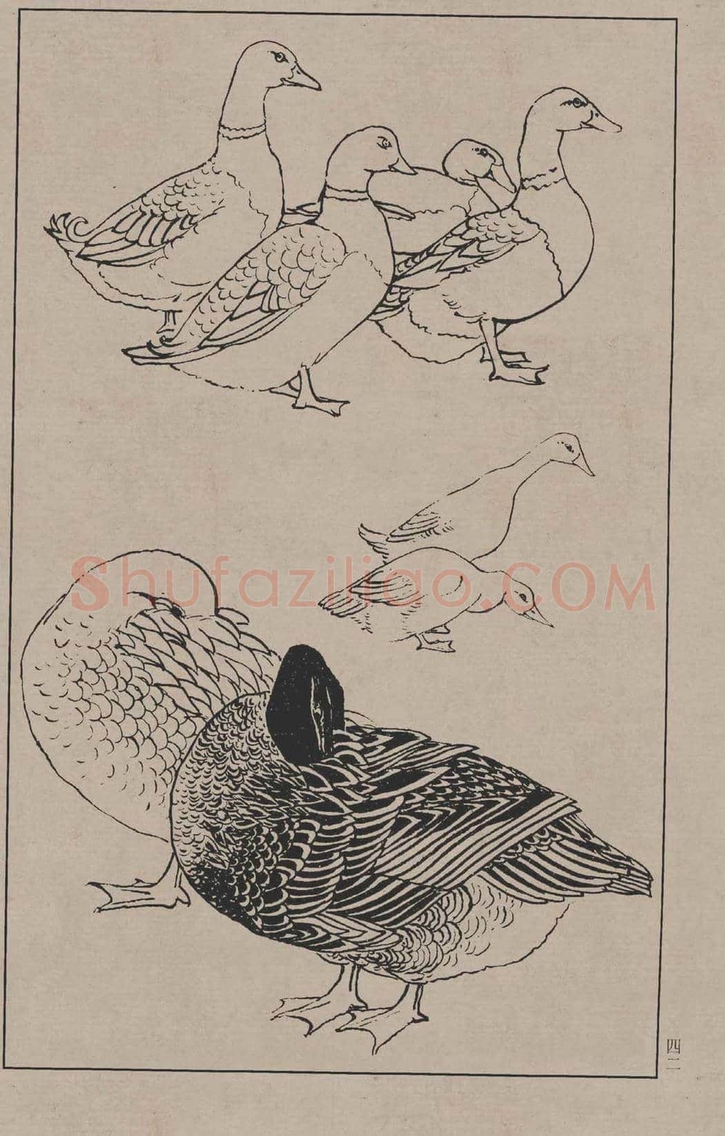 工笔画线描百鸟画谱，太美了 | 书画资料