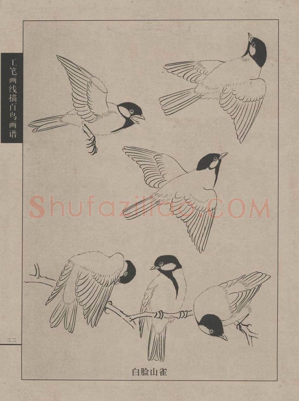 工笔画线描百鸟画谱，太美了 | 书画资料