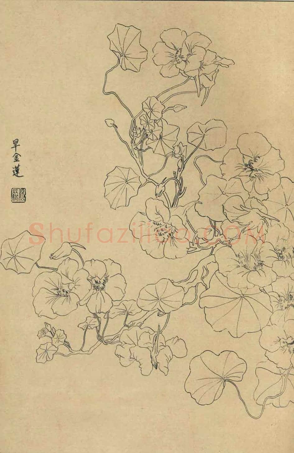 百花图谱大全【白描画】 | 书画资料