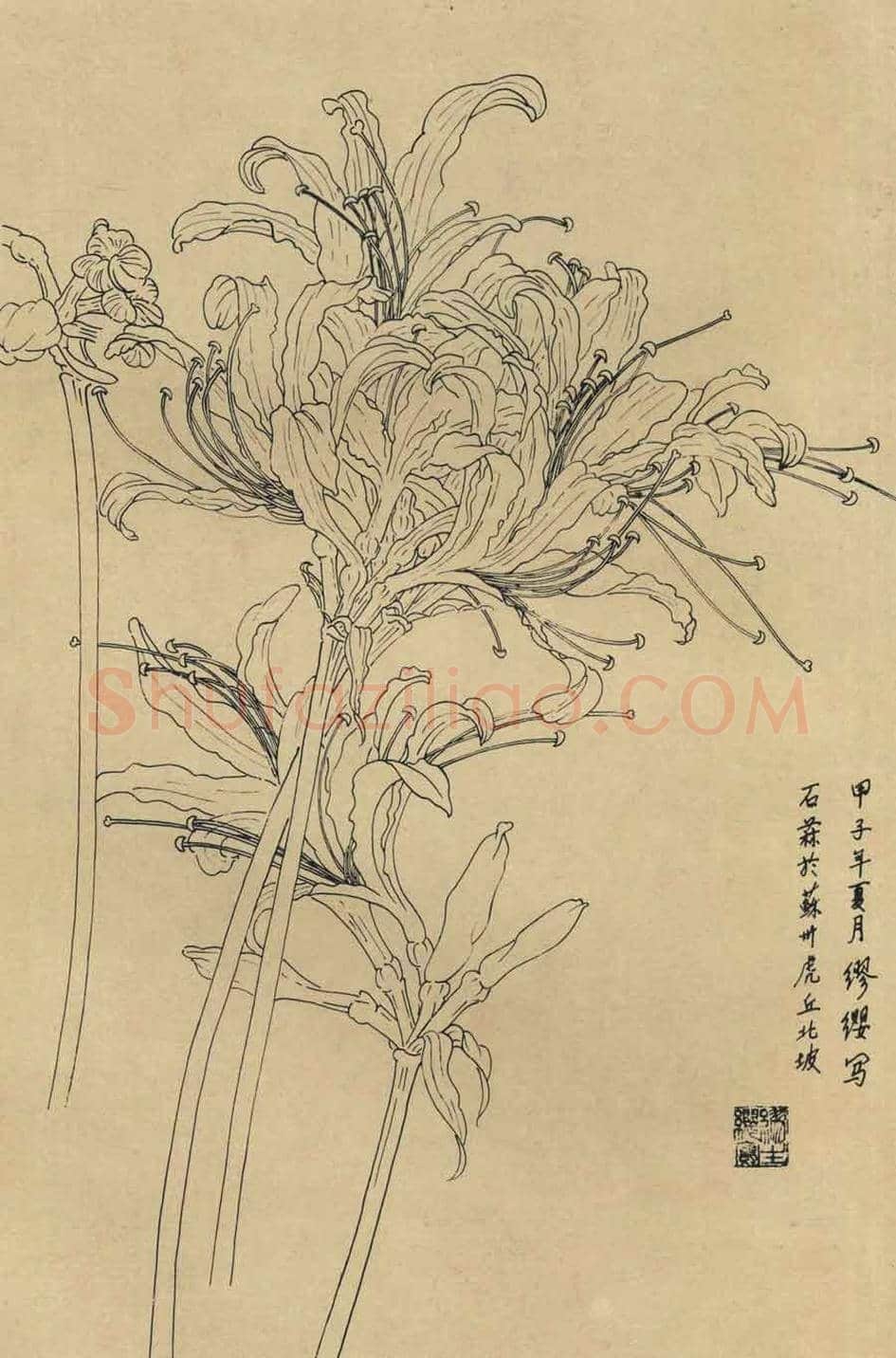 百花图谱大全【白描画】 | 书画资料