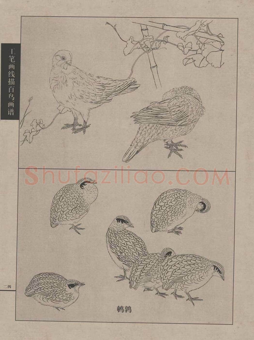 工笔画线描百鸟画谱，太美了 | 书画资料