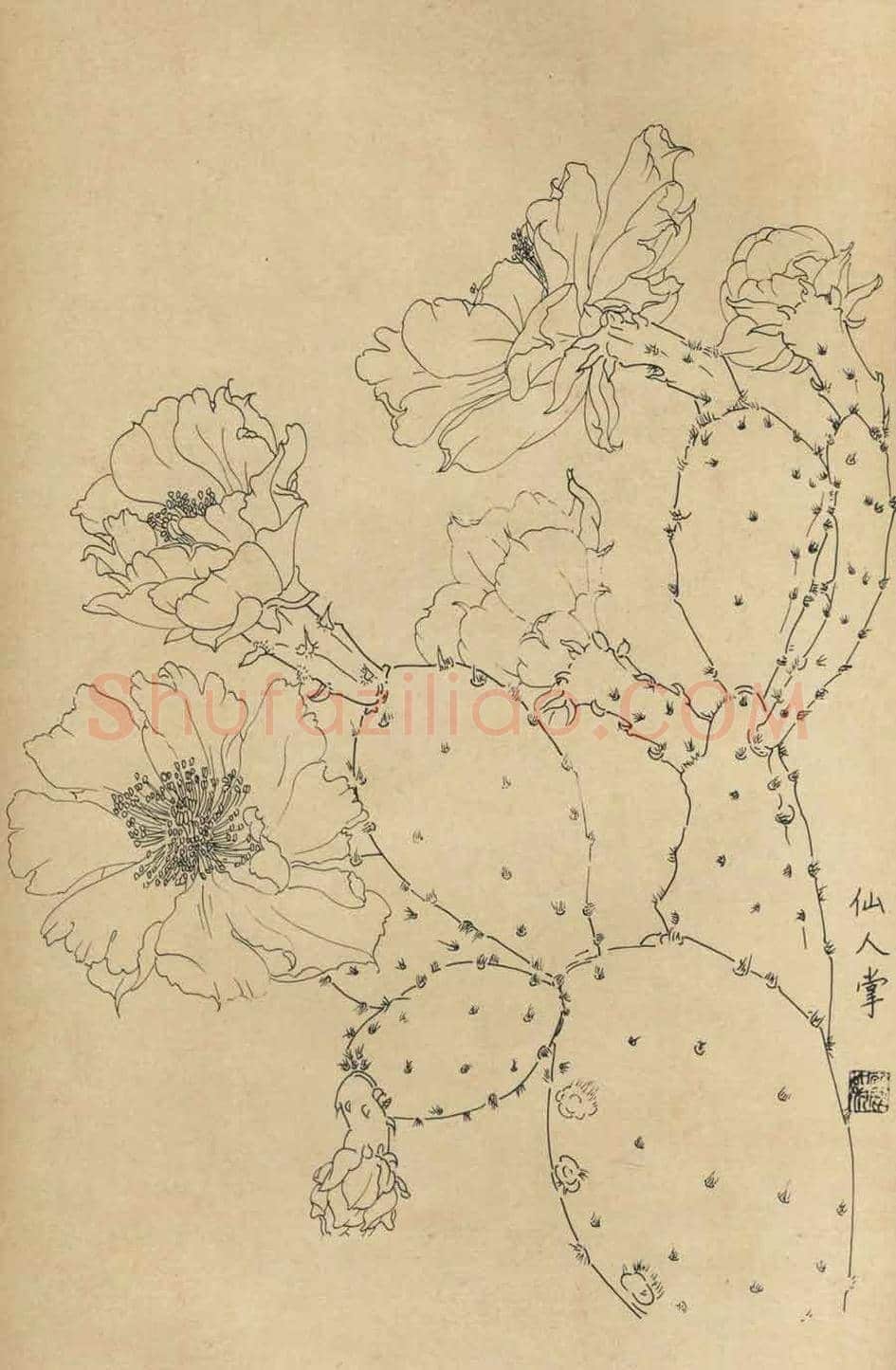 百花图谱大全【白描画】 | 书画资料