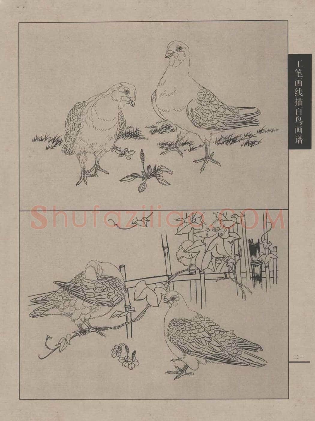 工笔画线描百鸟画谱，太美了 | 书画资料