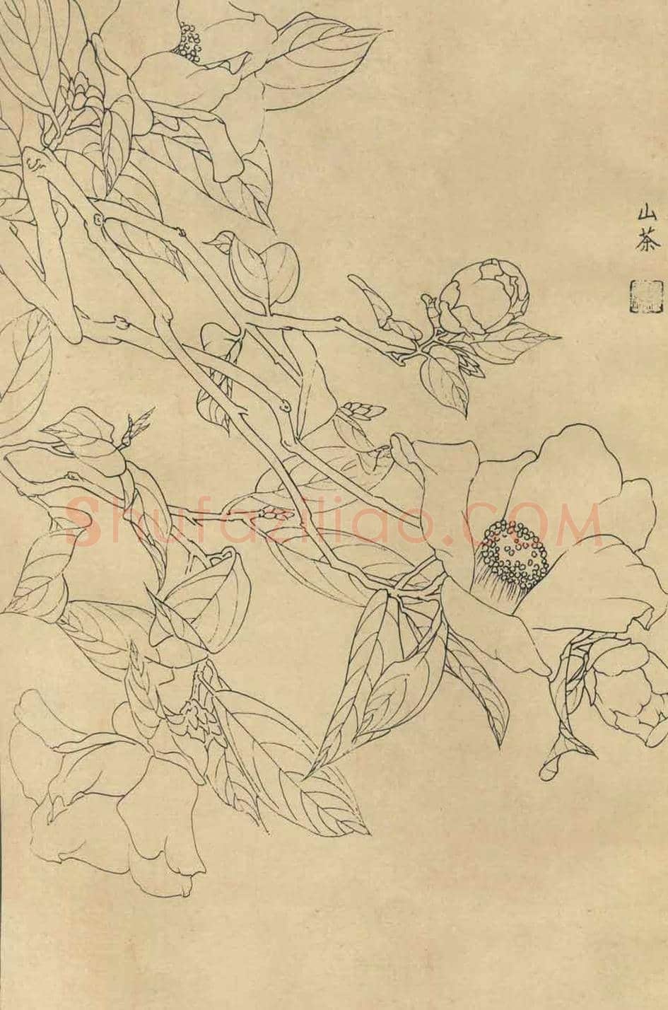 百花图谱大全【白描画】 | 书画资料
