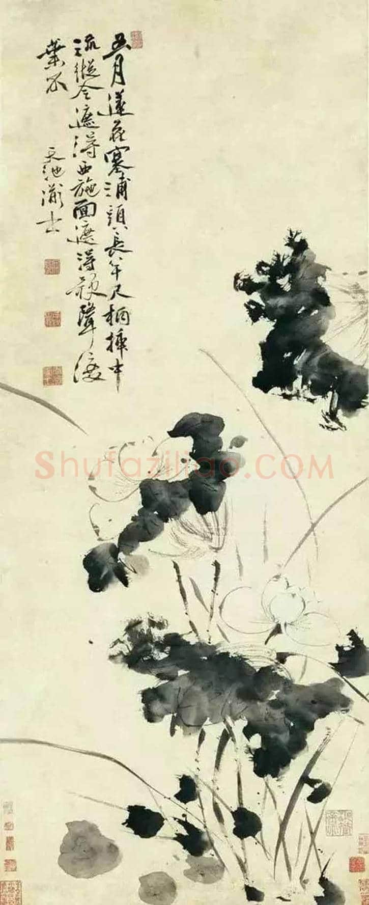 徐渭墨荷,这才叫大写意 | 书画知识