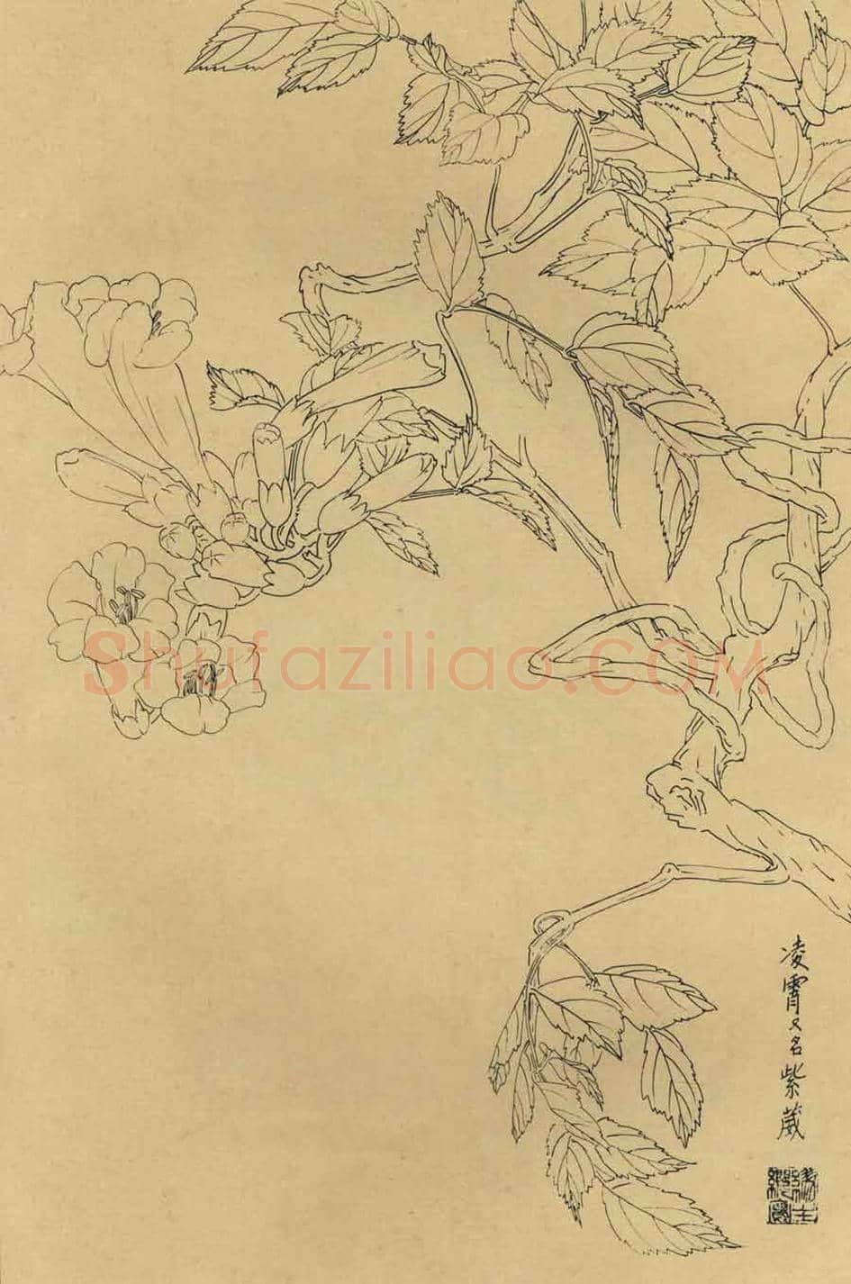 百花图谱大全【白描画】 | 书画资料