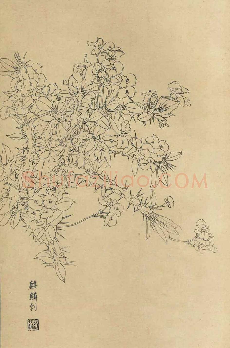 百花图谱大全【白描画】 | 书画资料