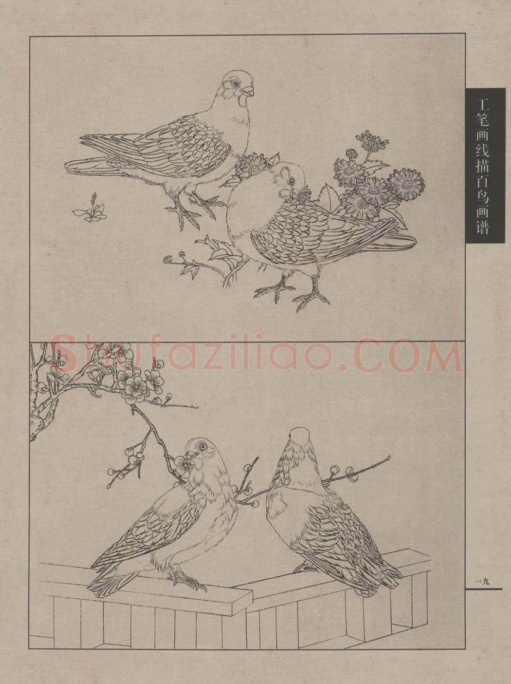 工笔画线描百鸟画谱，太美了 | 书画资料