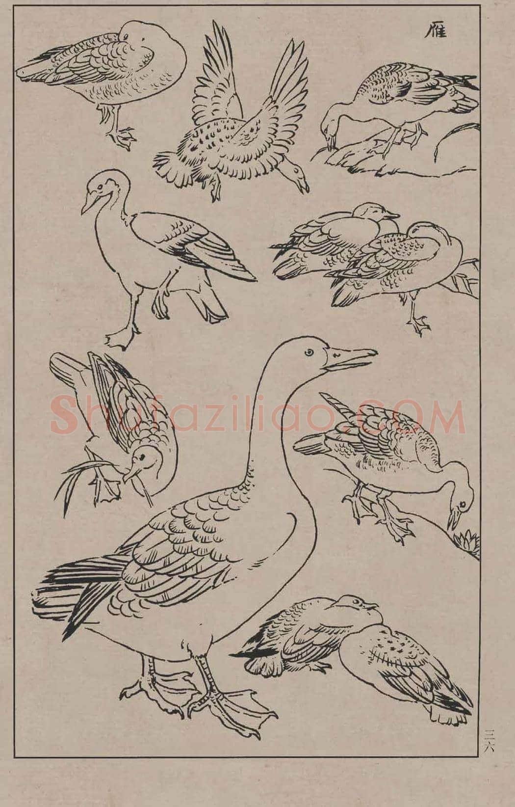工笔画线描百鸟画谱，太美了 | 书画资料