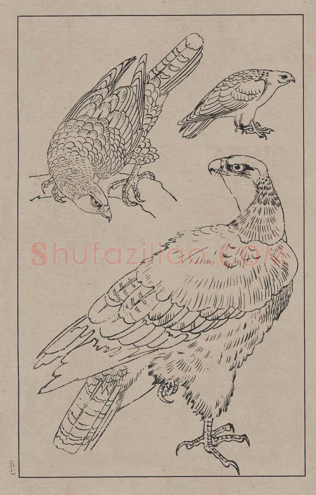 工笔画线描百鸟画谱，太美了 | 书画资料