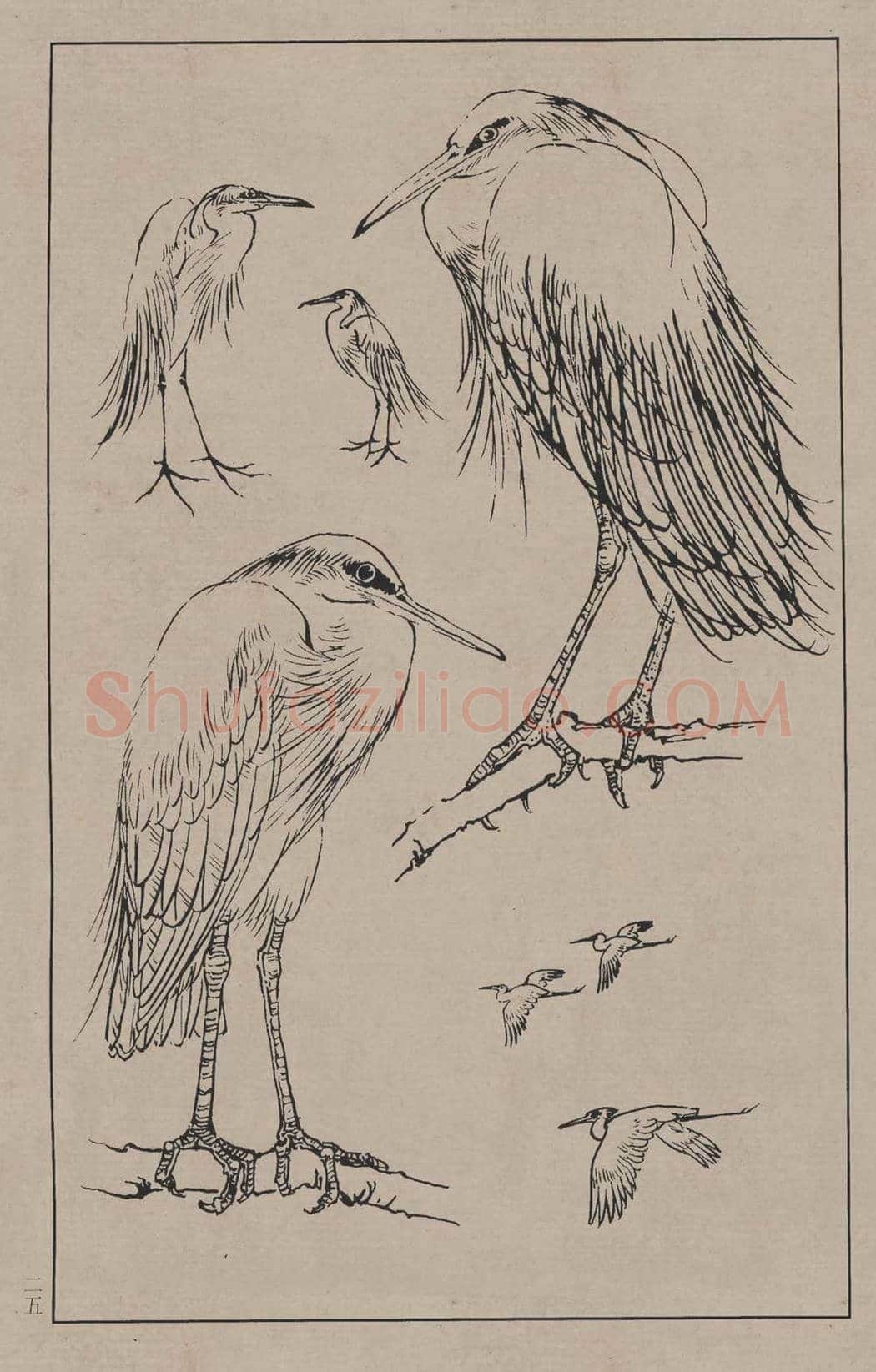 工笔画线描百鸟画谱，太美了 | 书画资料