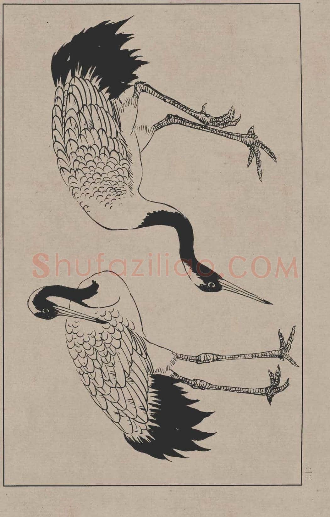 工笔画线描百鸟画谱，太美了 | 书画资料