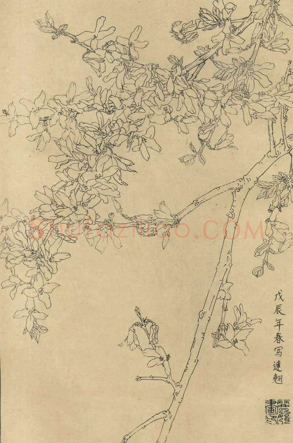 百花图谱大全【白描画】 | 书画资料