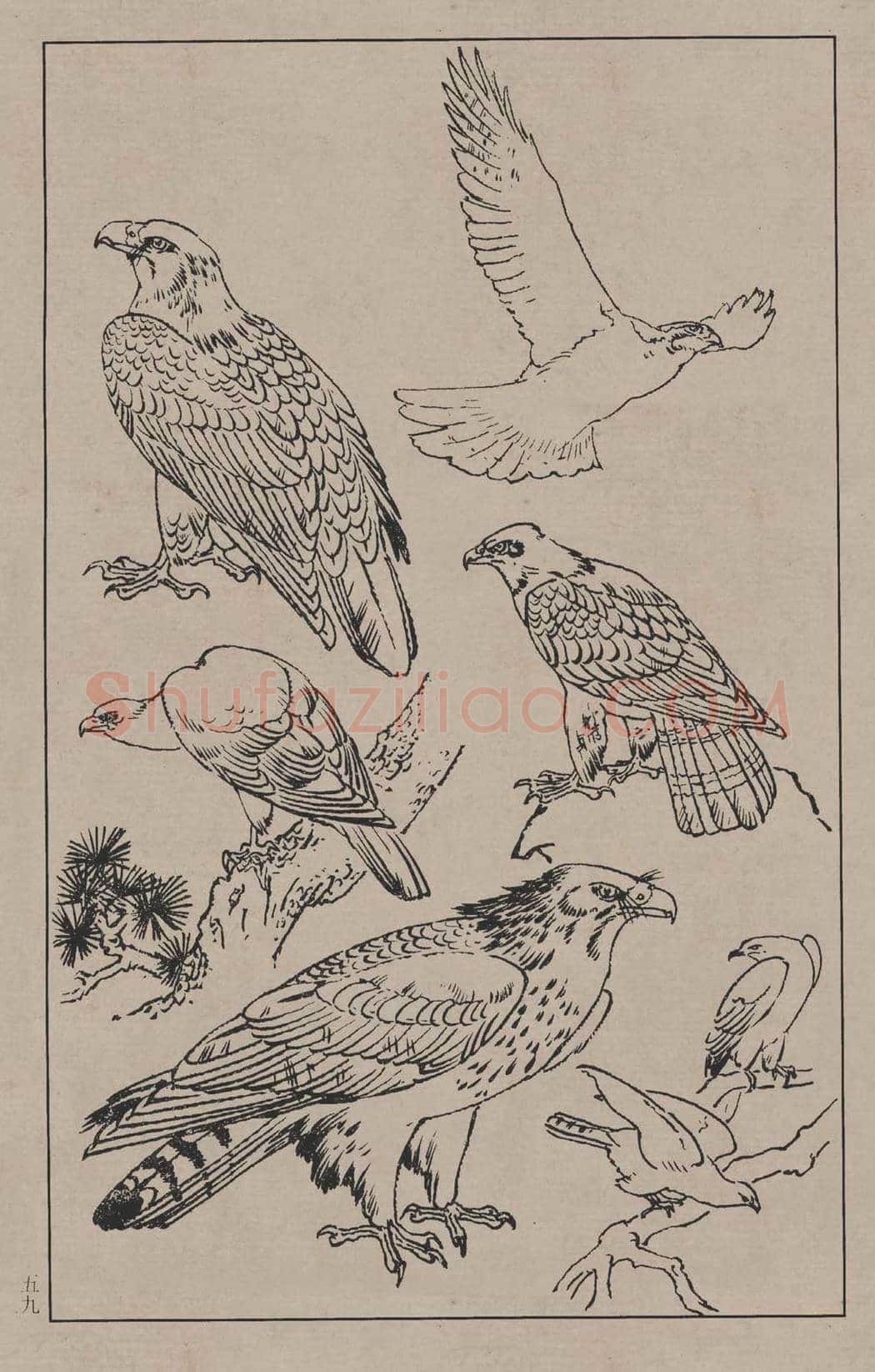 工笔画线描百鸟画谱，太美了 | 书画资料