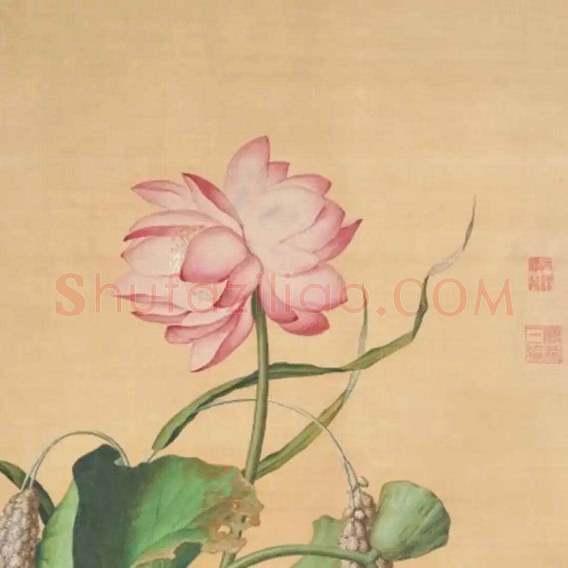 郎世宁绘《池莲双瑞》欣赏 | 书画讲解