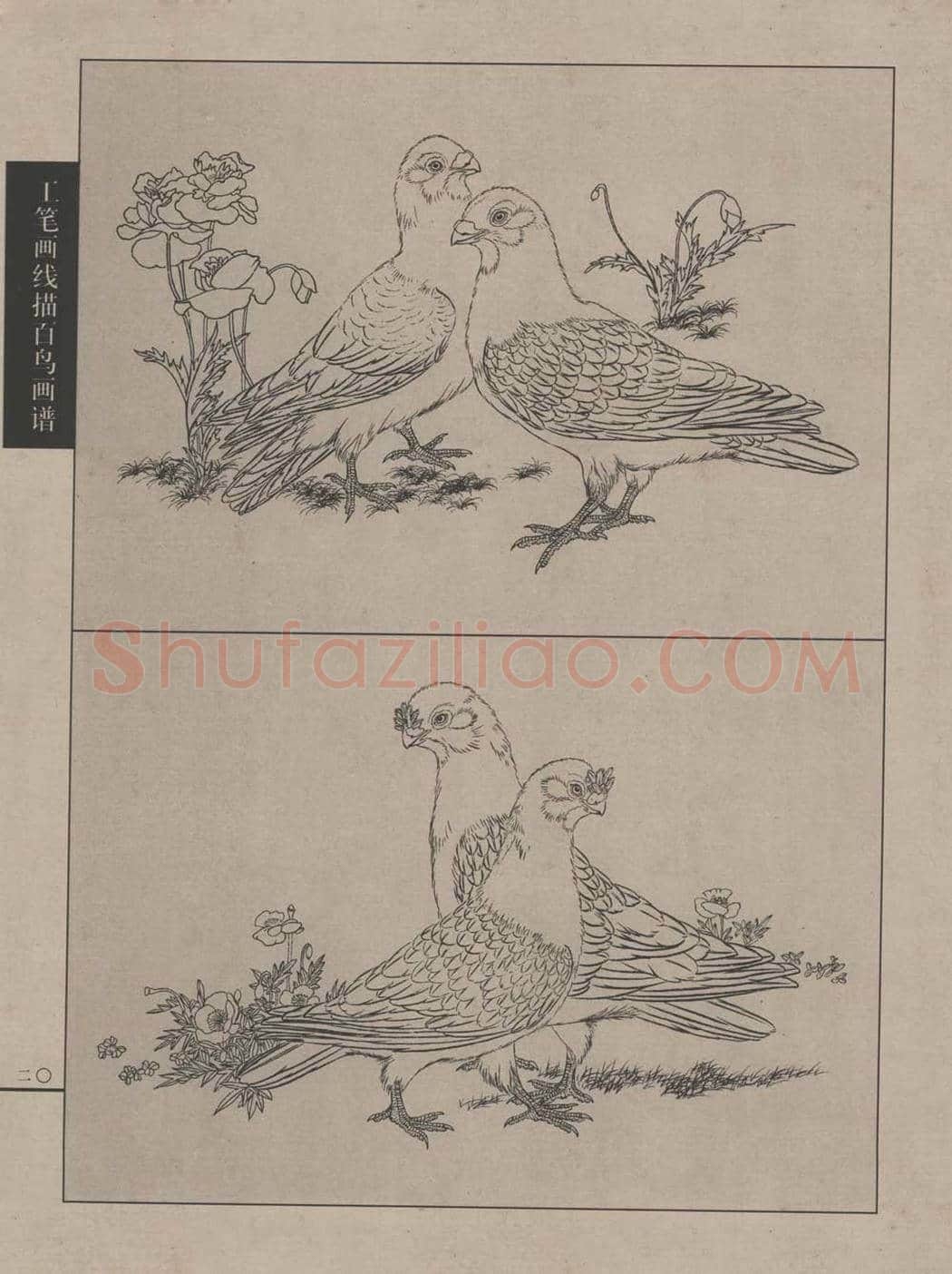 工笔画线描百鸟画谱，太美了 | 书画资料