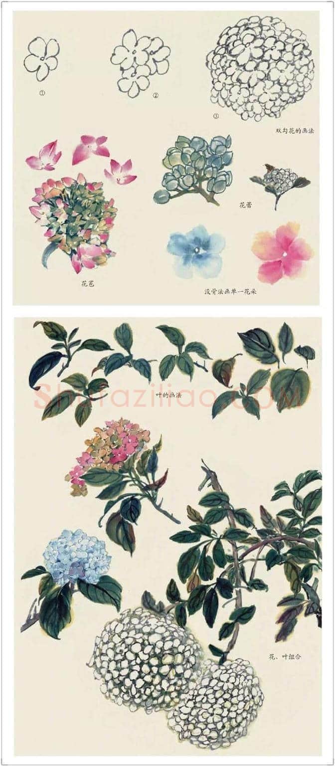 水墨花卉绘画的步骤教程！ | 书画科普