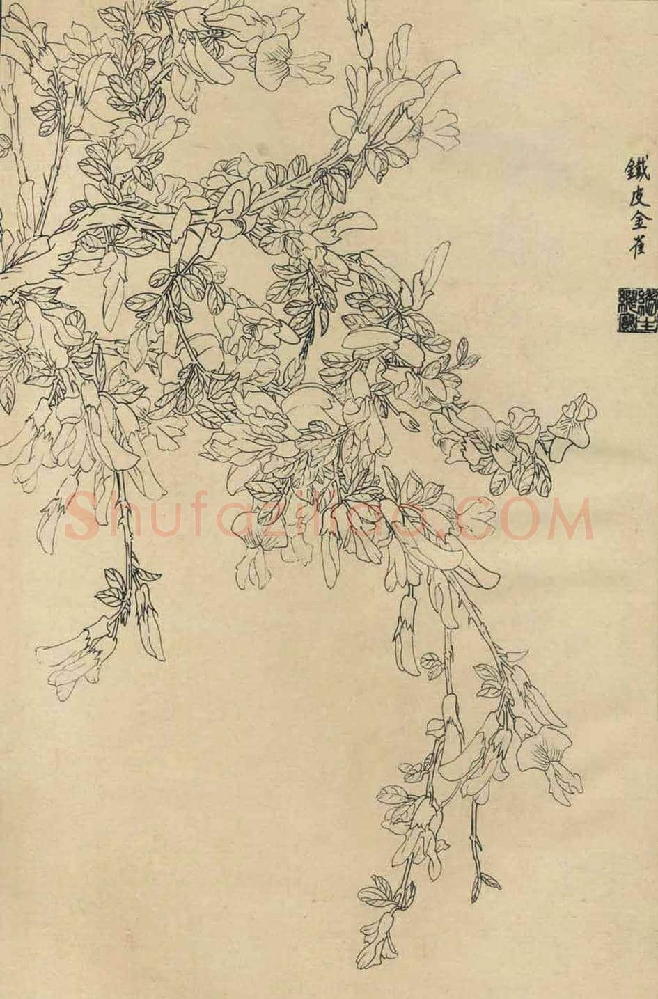 百花图谱大全【白描画】 | 书画资料