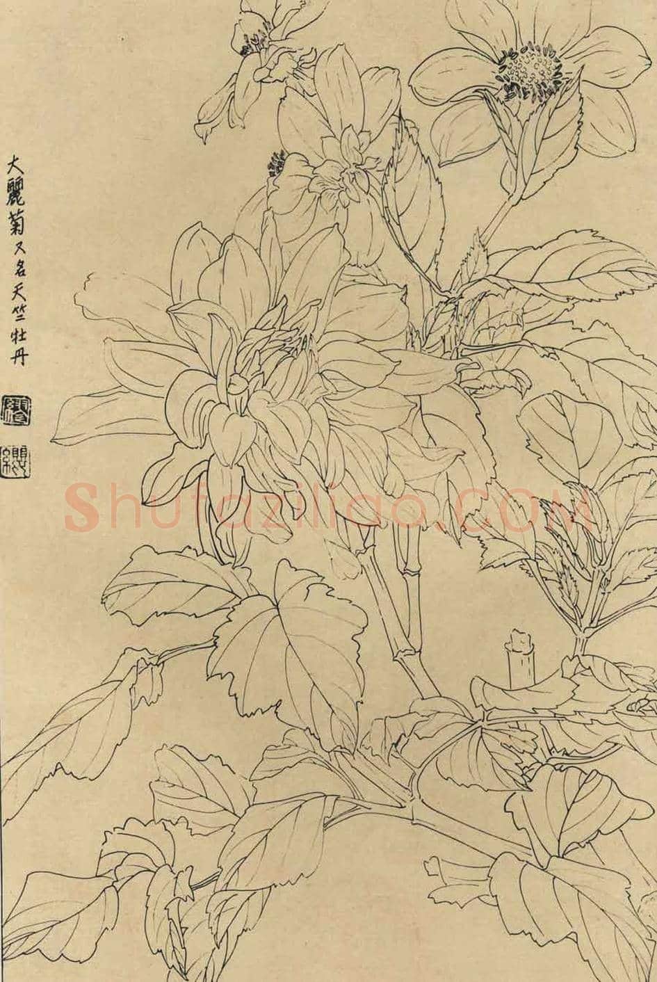 百花图谱大全【白描画】 | 书画资料