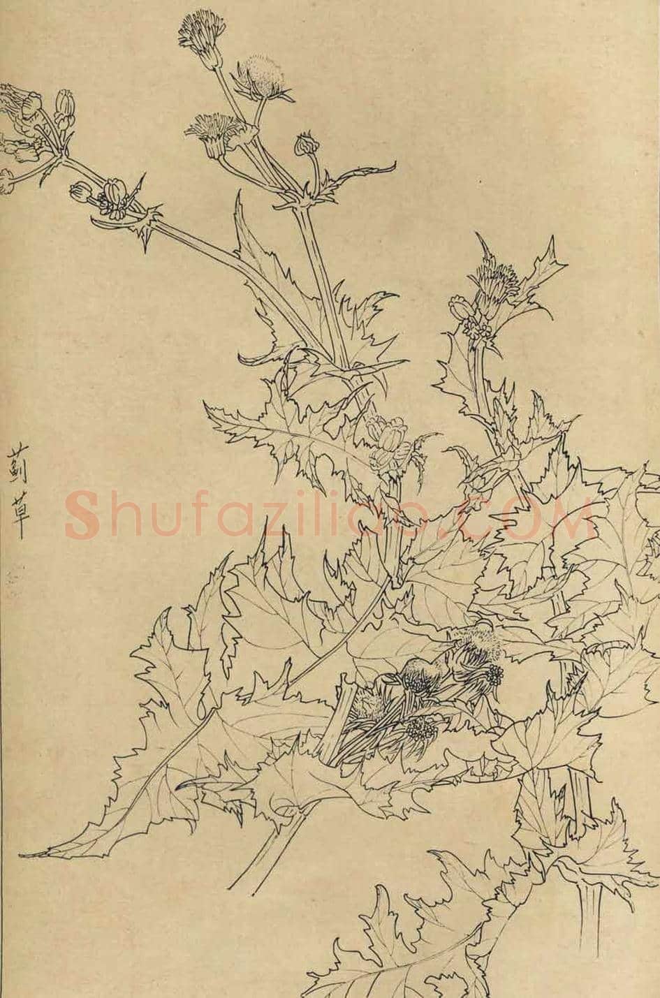 百花图谱大全【白描画】 | 书画资料
