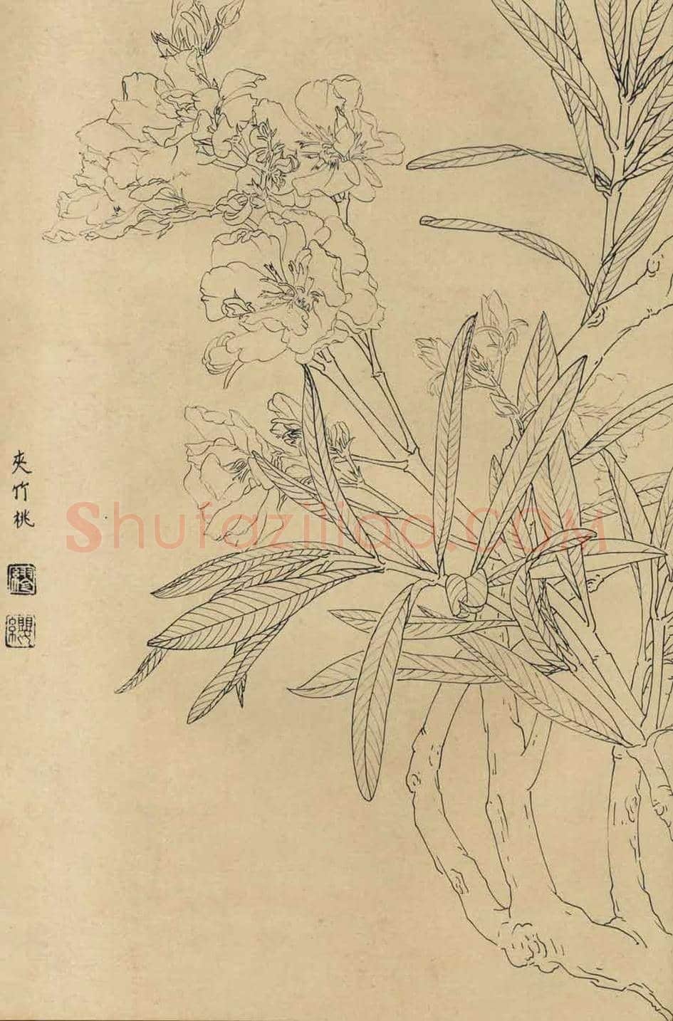 百花图谱大全【白描画】 | 书画资料