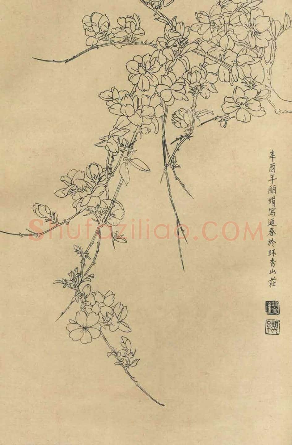 百花图谱大全【白描画】 | 书画资料