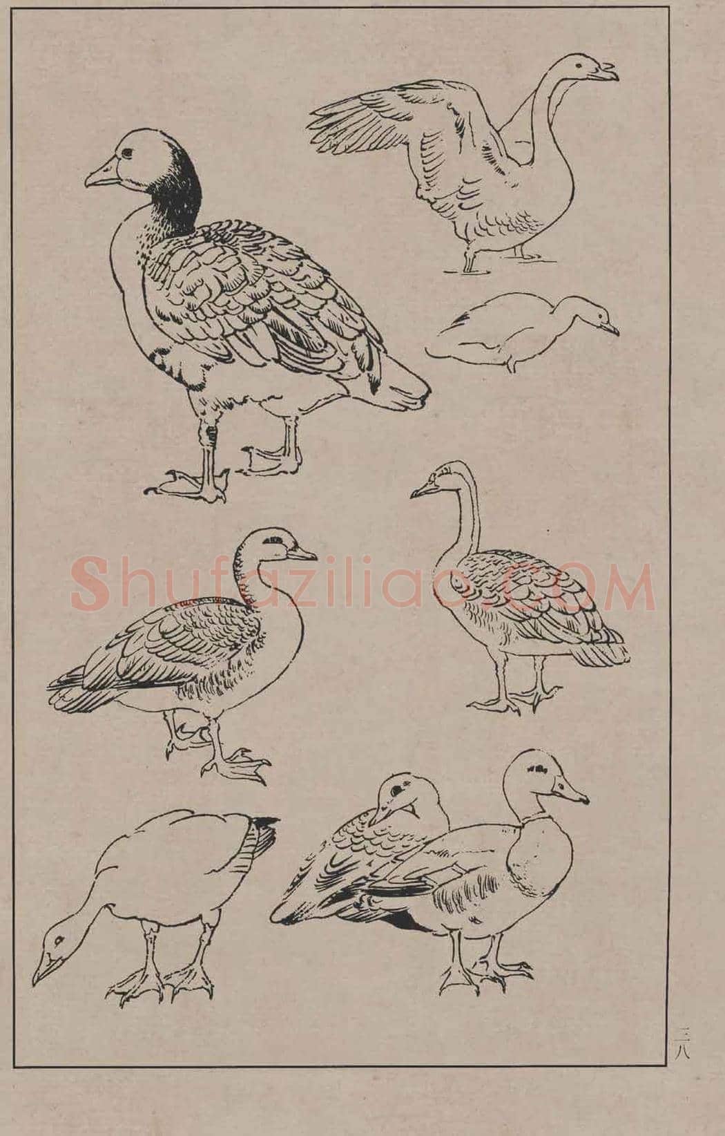 工笔画线描百鸟画谱，太美了 | 书画资料