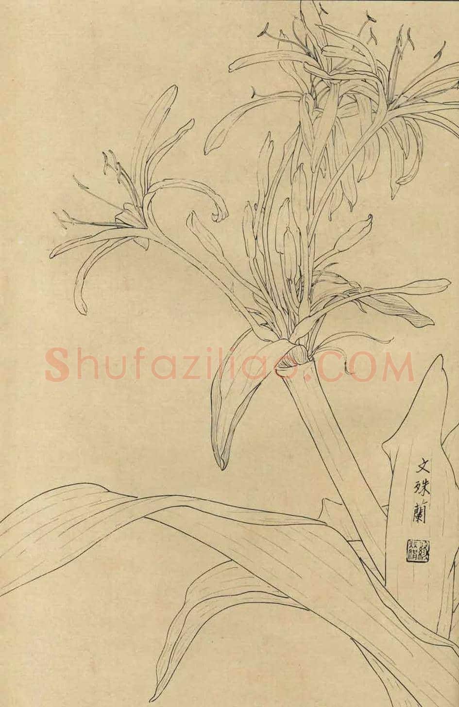 百花图谱大全【白描画】 | 书画资料