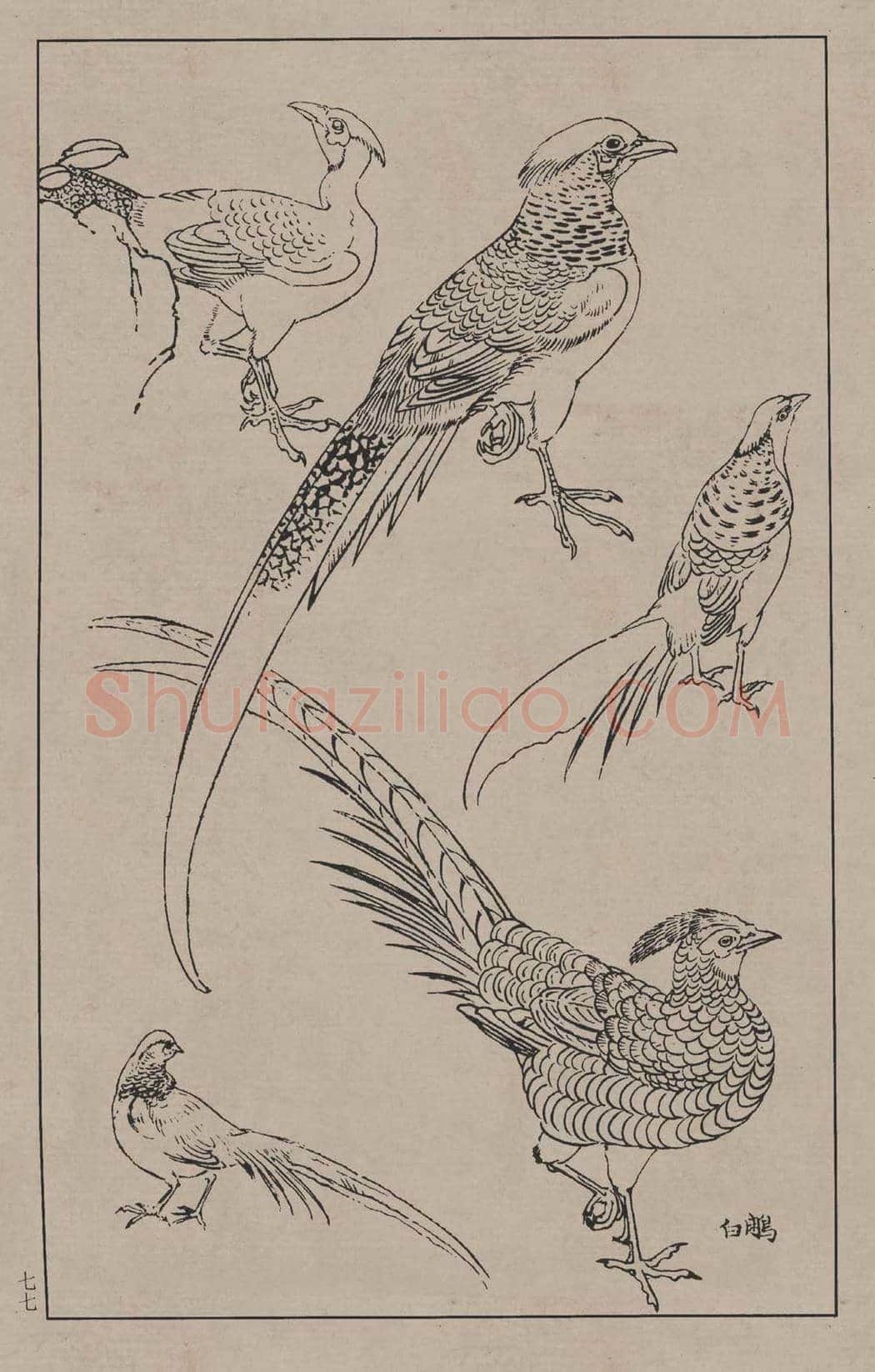 工笔画线描百鸟画谱，太美了 | 书画资料
