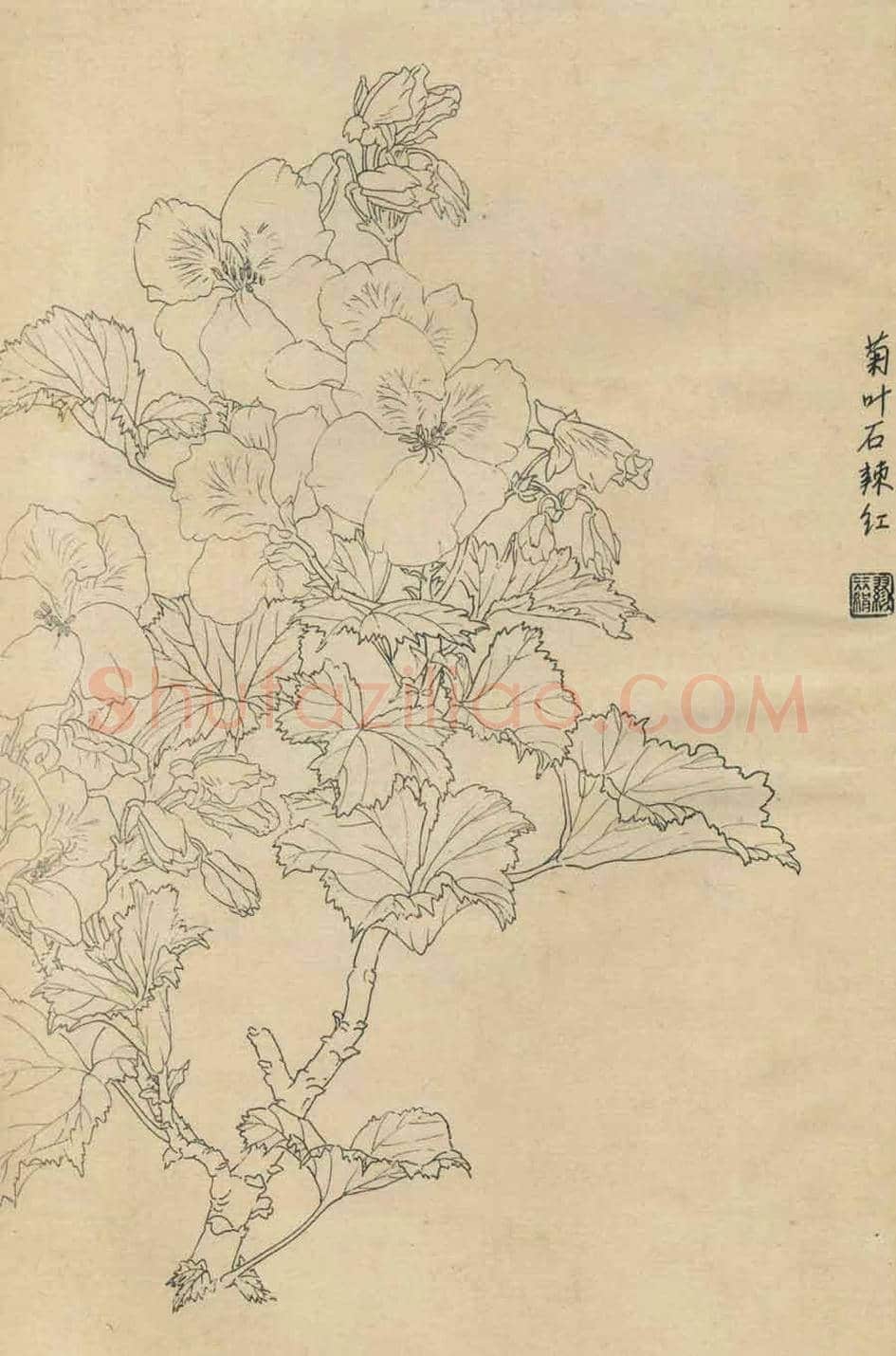 百花图谱大全【白描画】 | 书画资料