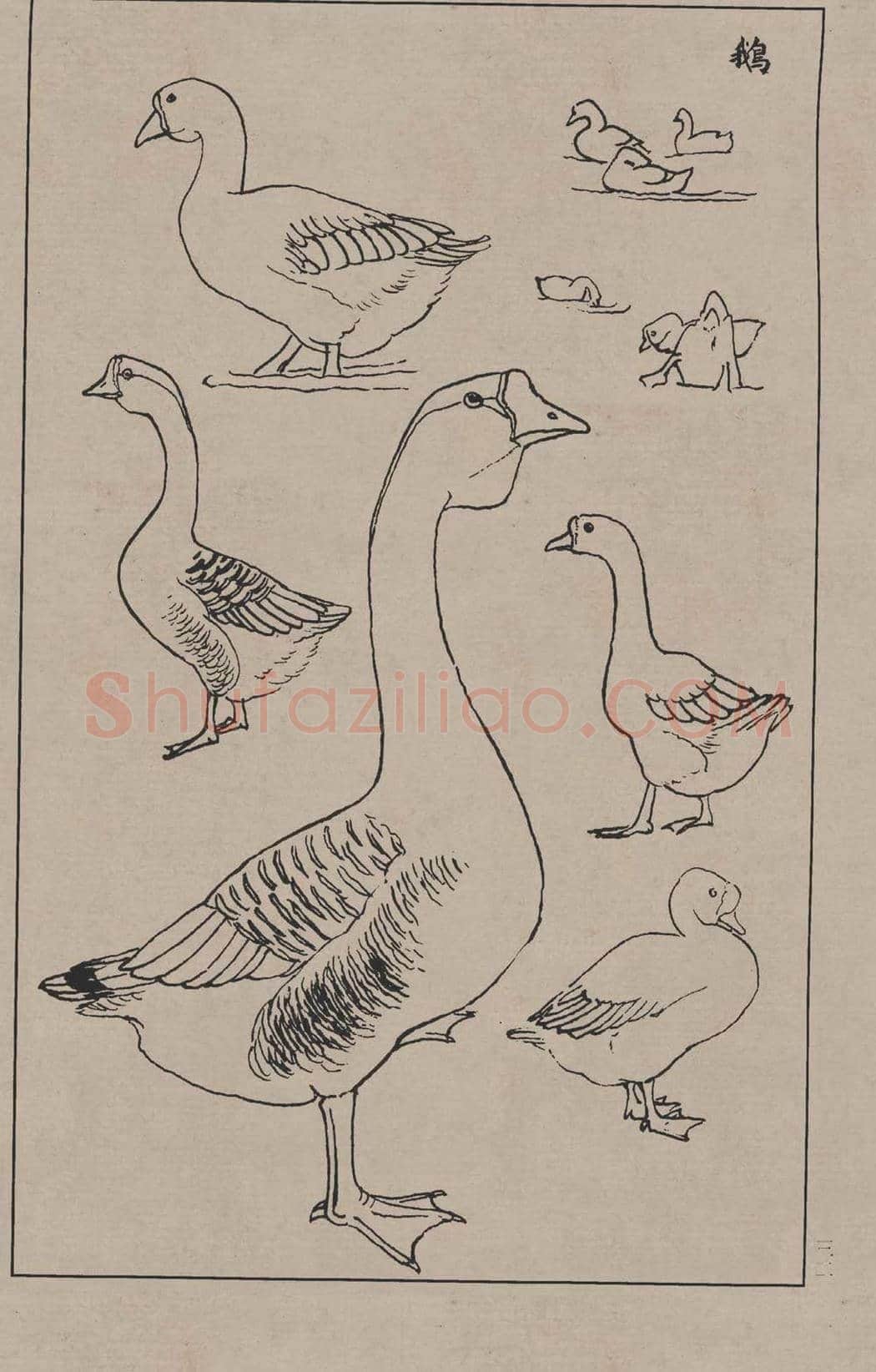工笔画线描百鸟画谱，太美了 | 书画资料