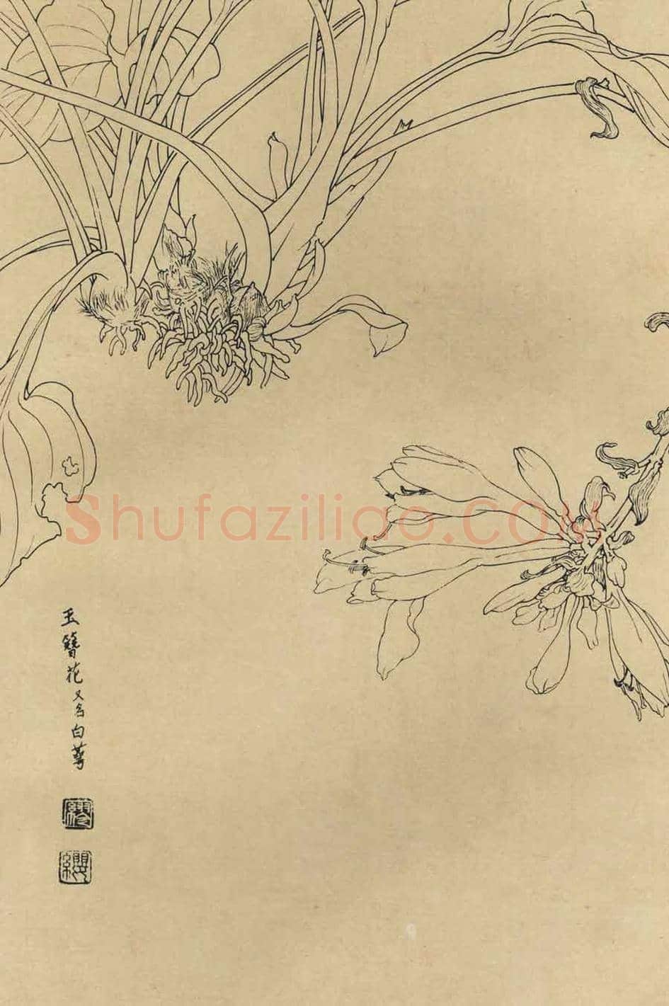 百花图谱大全【白描画】 | 书画资料