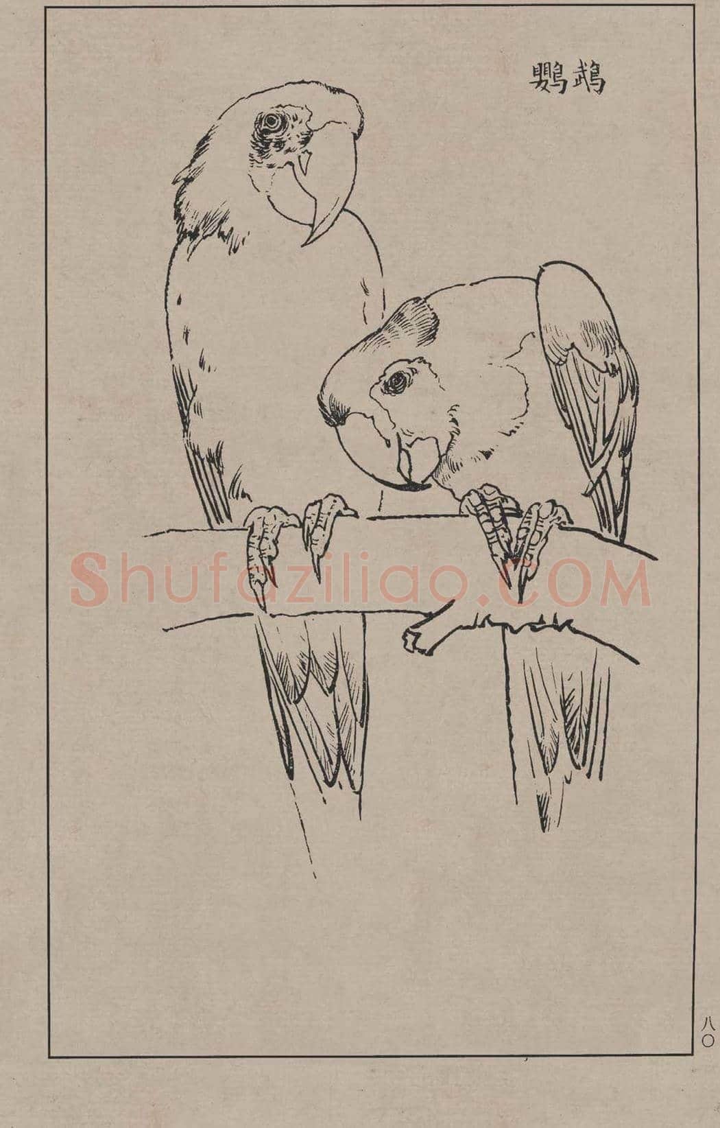 工笔画线描百鸟画谱，太美了 | 书画资料