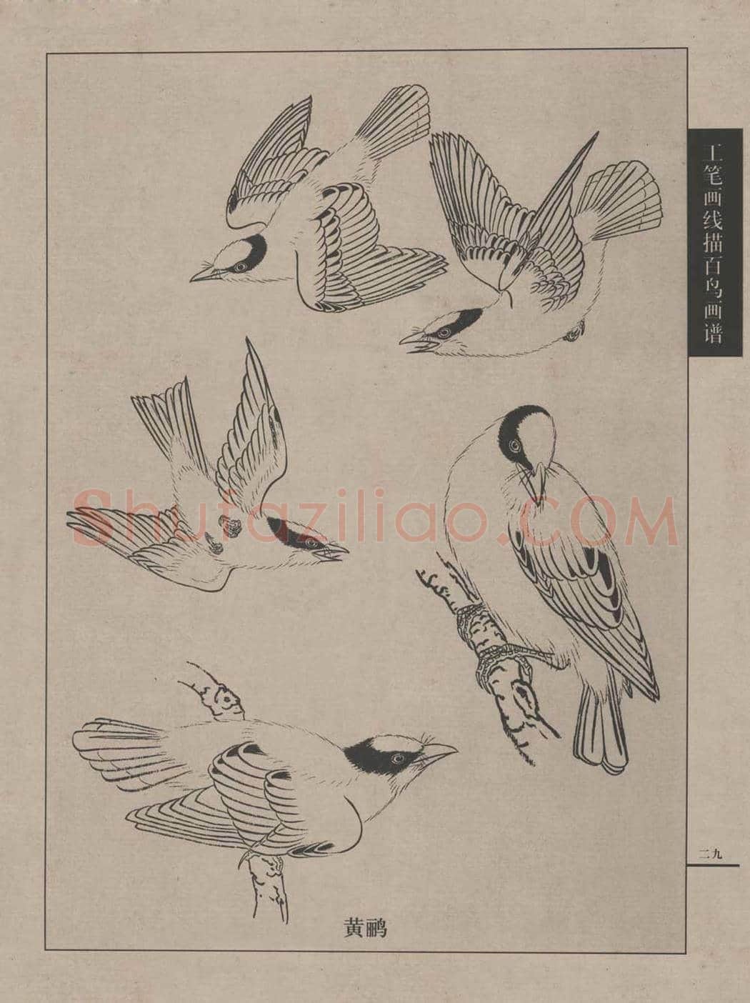 工笔画线描百鸟画谱，太美了 | 书画资料