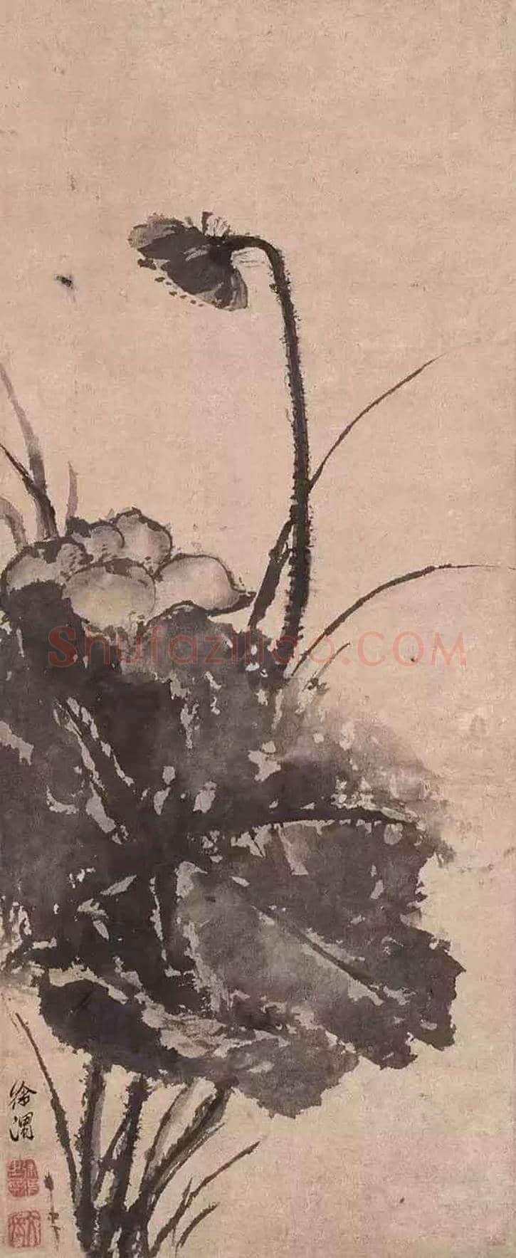 徐渭墨荷,这才叫大写意 | 书画知识
