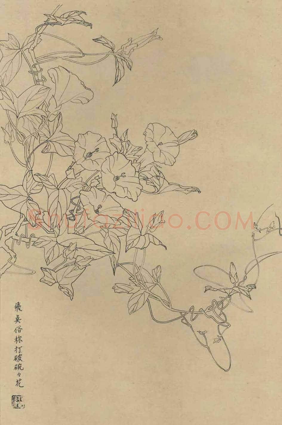 百花图谱大全【白描画】 | 书画资料