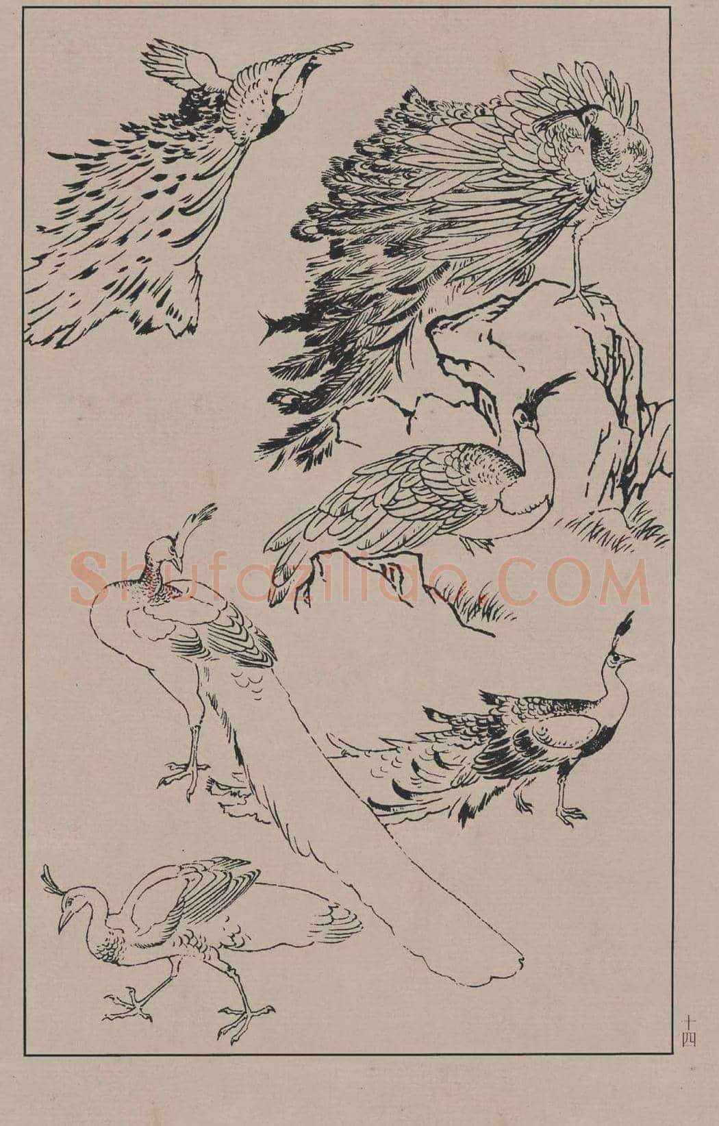 工笔画线描百鸟画谱，太美了 | 书画资料