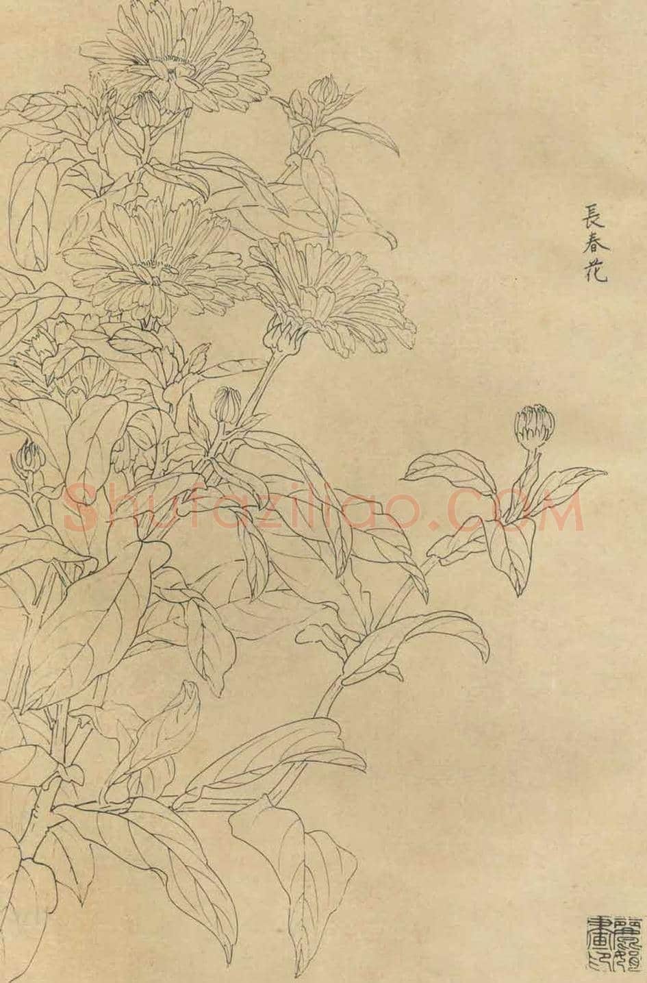 百花图谱大全【白描画】 | 书画资料