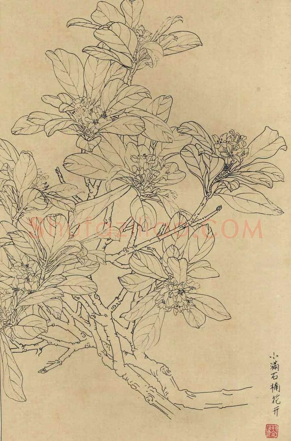 百花图谱大全【白描画】 | 书画资料