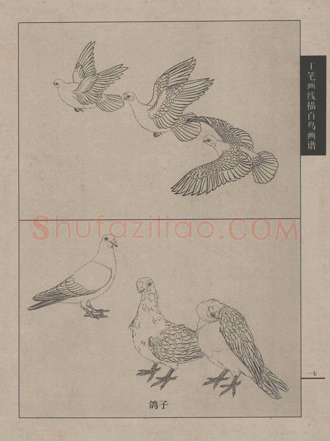 工笔画线描百鸟画谱，太美了 | 书画资料