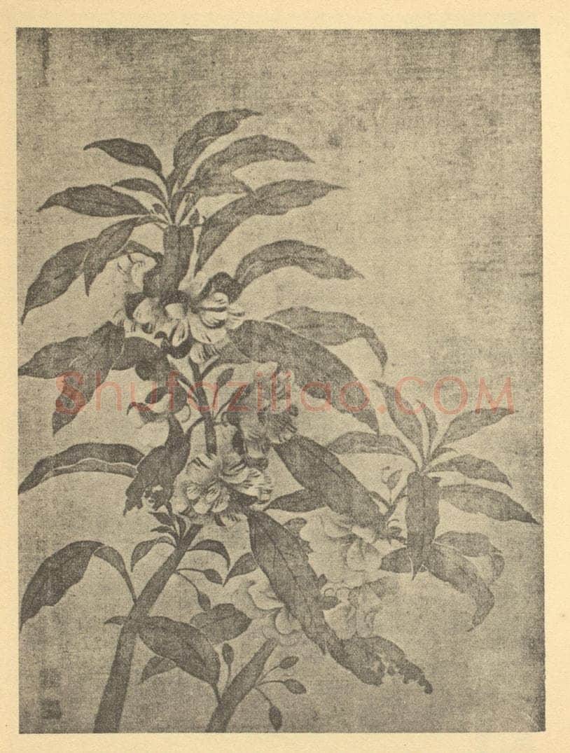 清 恽寿平《玉簪花·野菊》国画作品