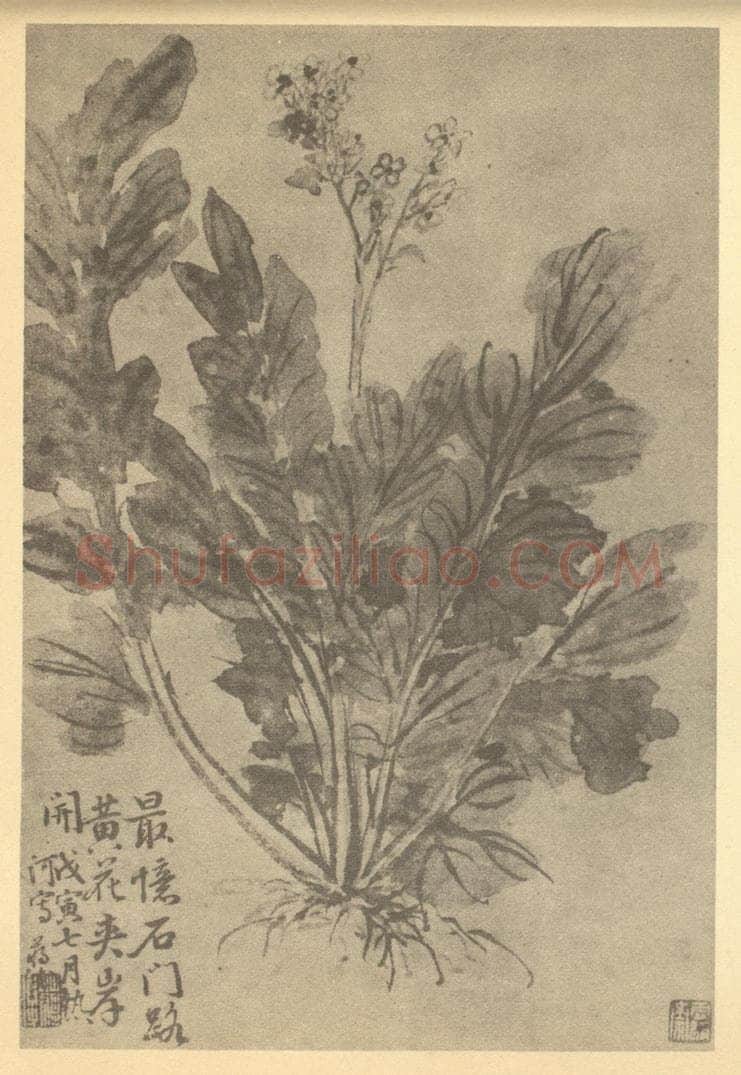 清 蒋溥《桂花》国画作品
