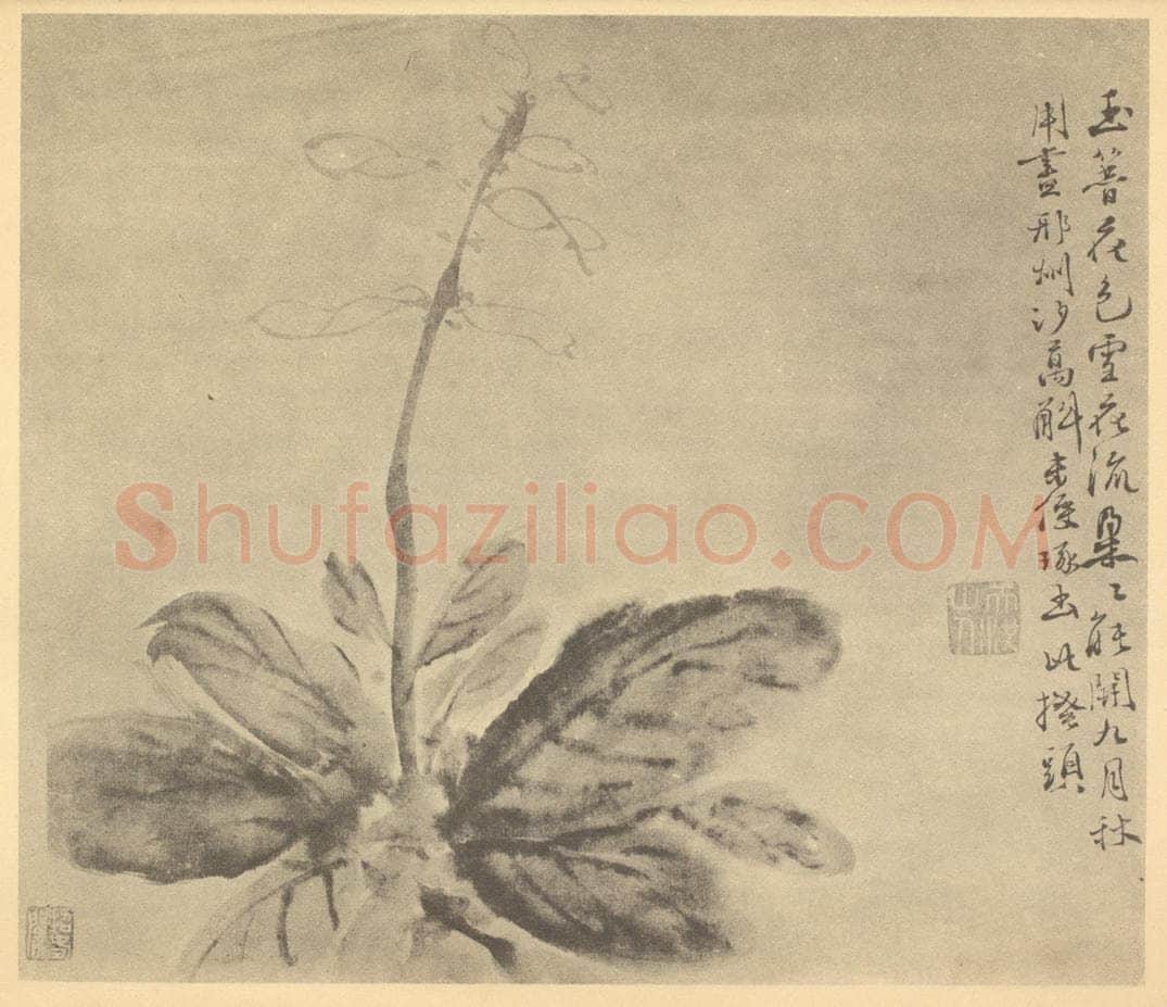 明 徐渭《玉簪花》国画作品