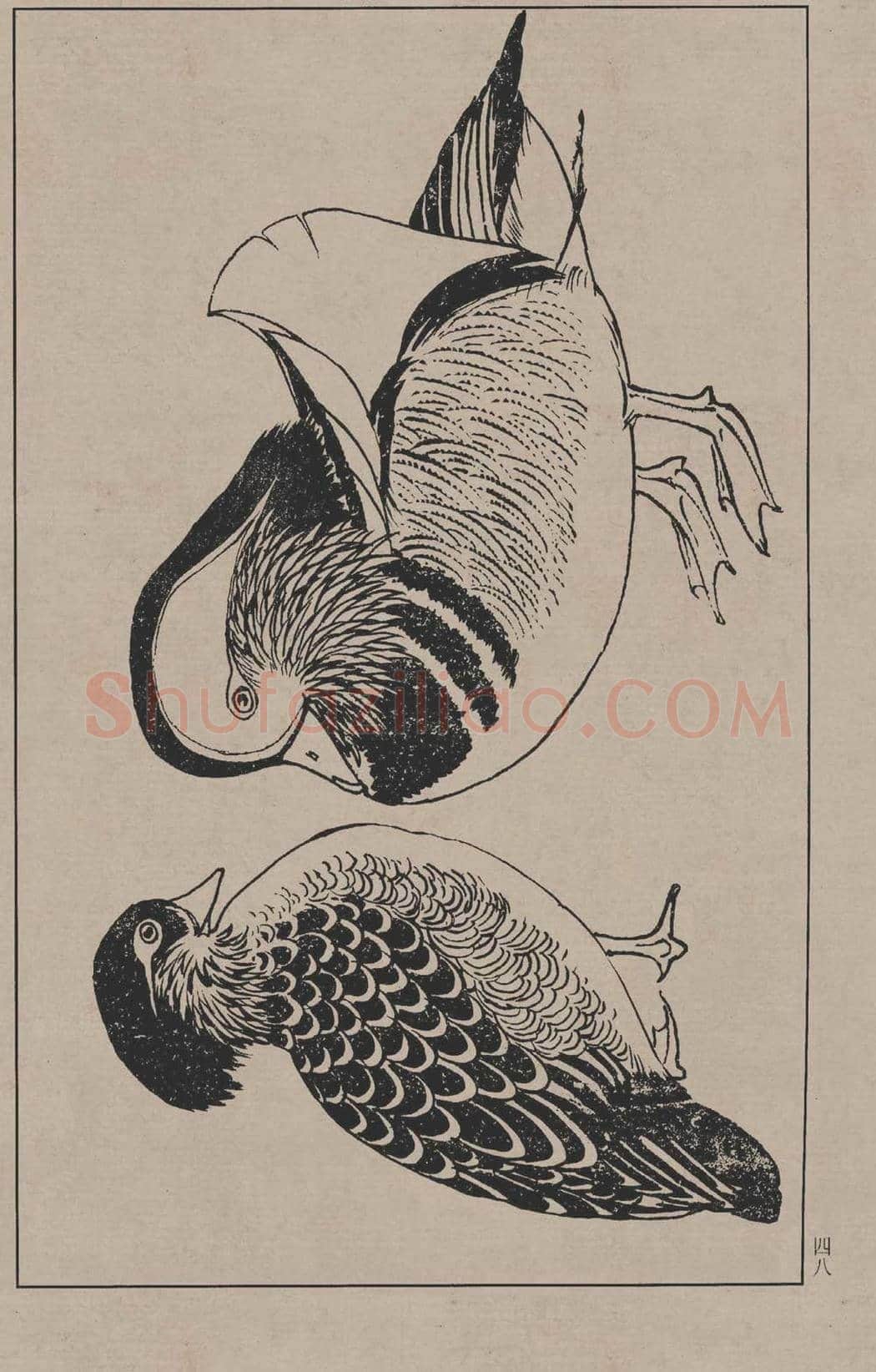 工笔画线描百鸟画谱，太美了 | 书画资料