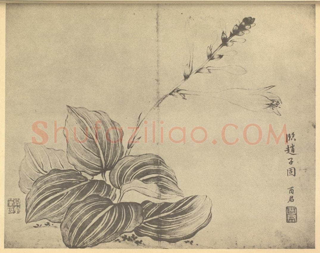 清 蒋廷锡《玉簪》国画作品