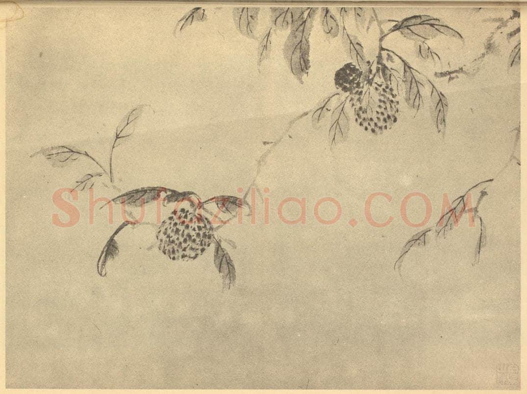 明 陈淳《荔枝》国画作品