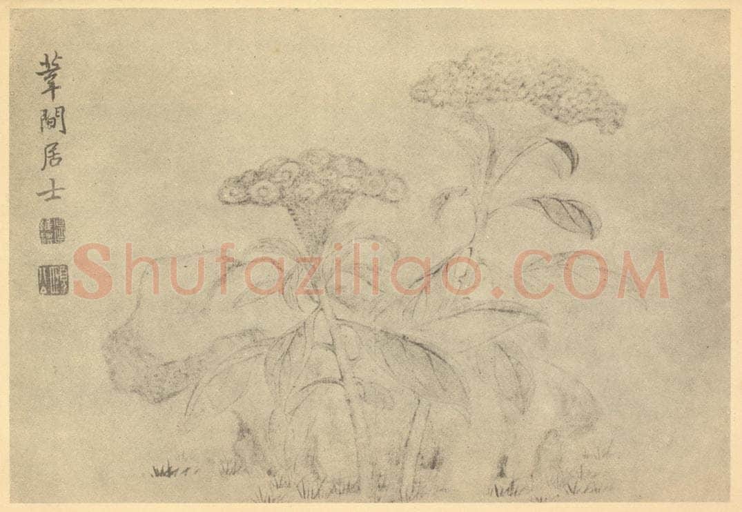 清 边寿民《鸡冠花》国画作品