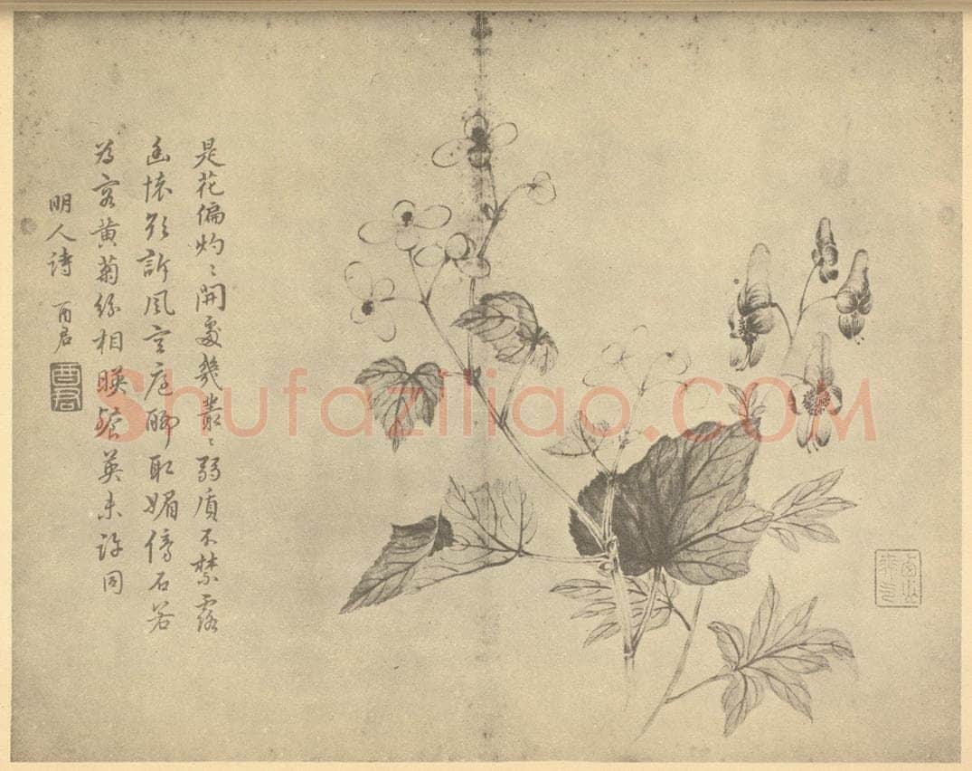 清 蒋廷锡《秋海棠鸟头》国画作品