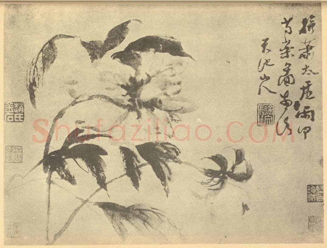 明 徐渭《芍药》国画作品