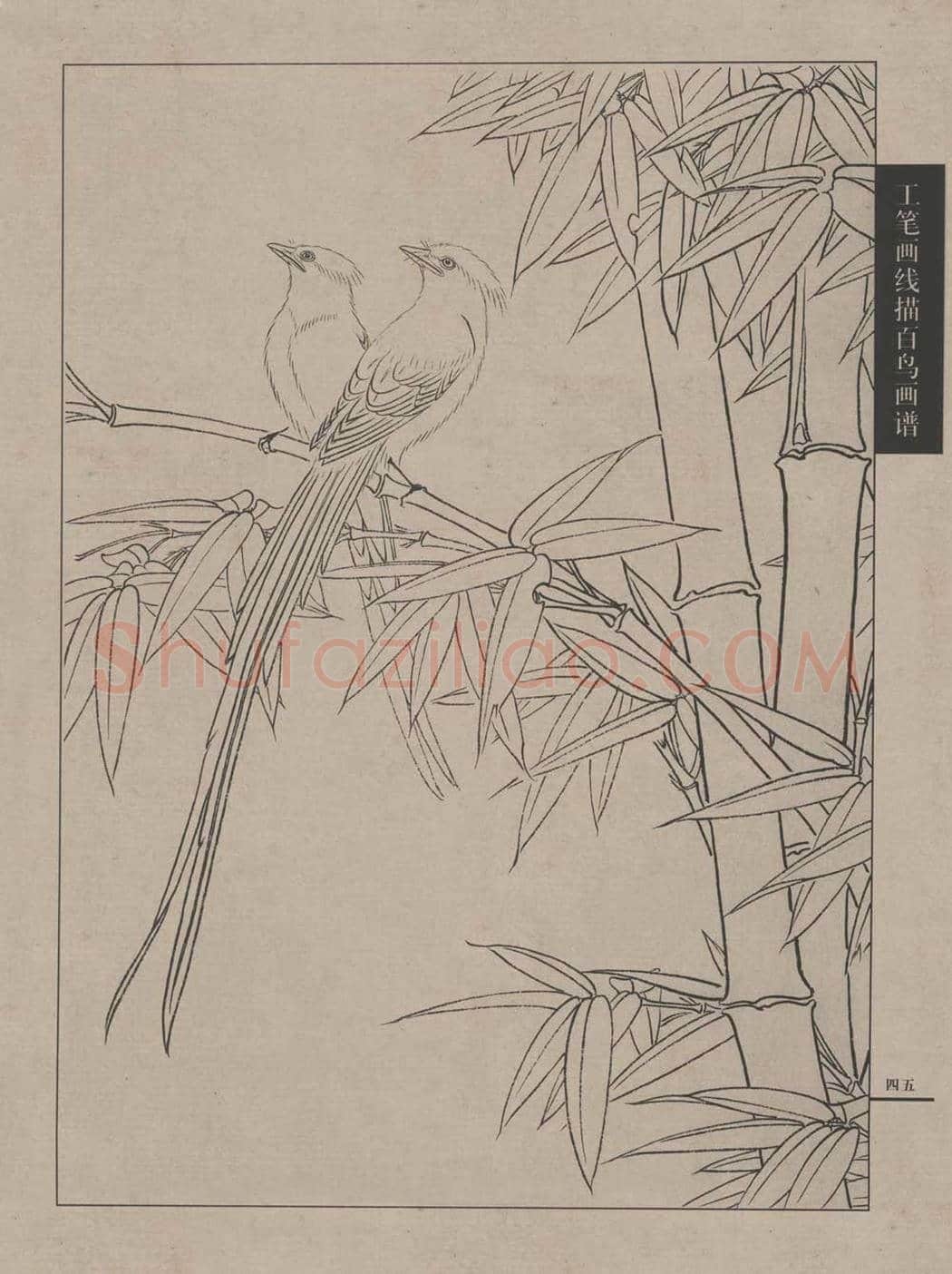 工笔画线描百鸟画谱，太美了 | 书画资料